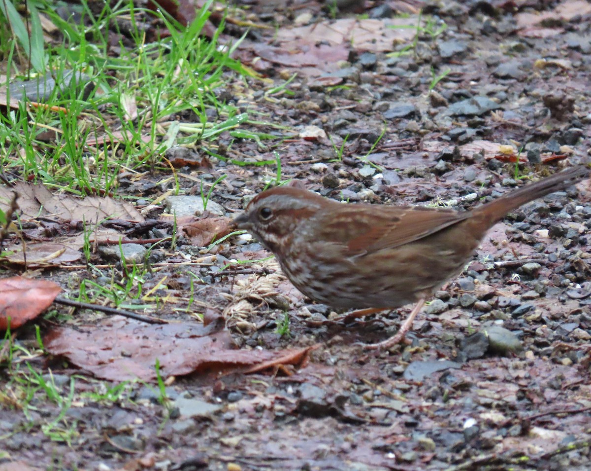 sangspurv - ML646769287