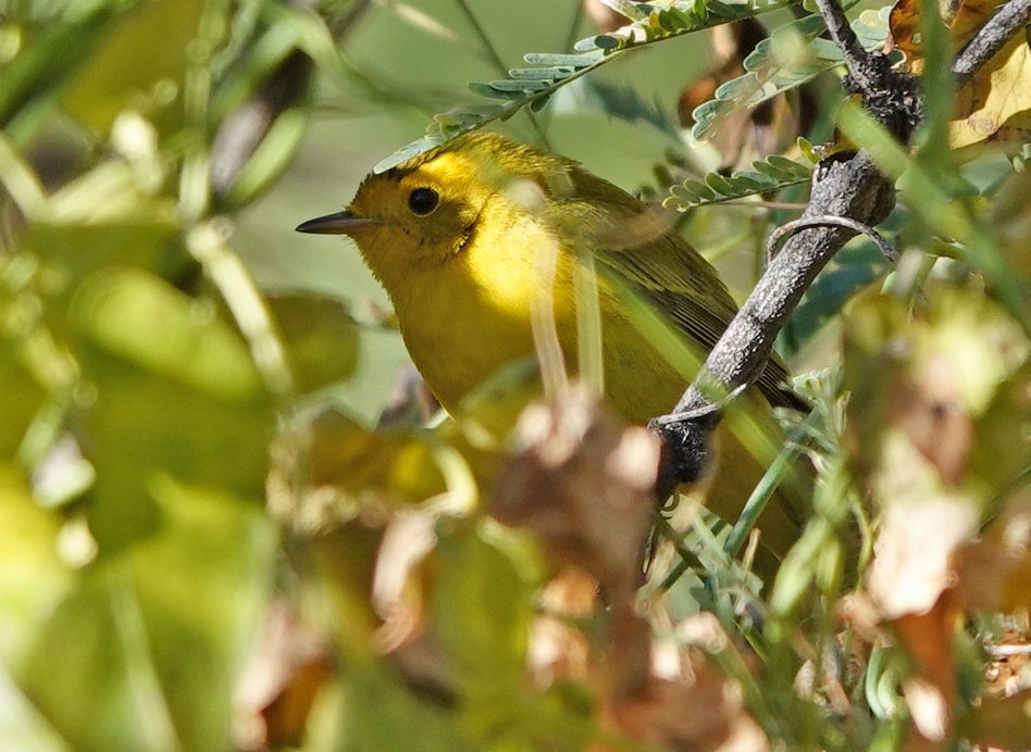 kalottparula - ML646769288