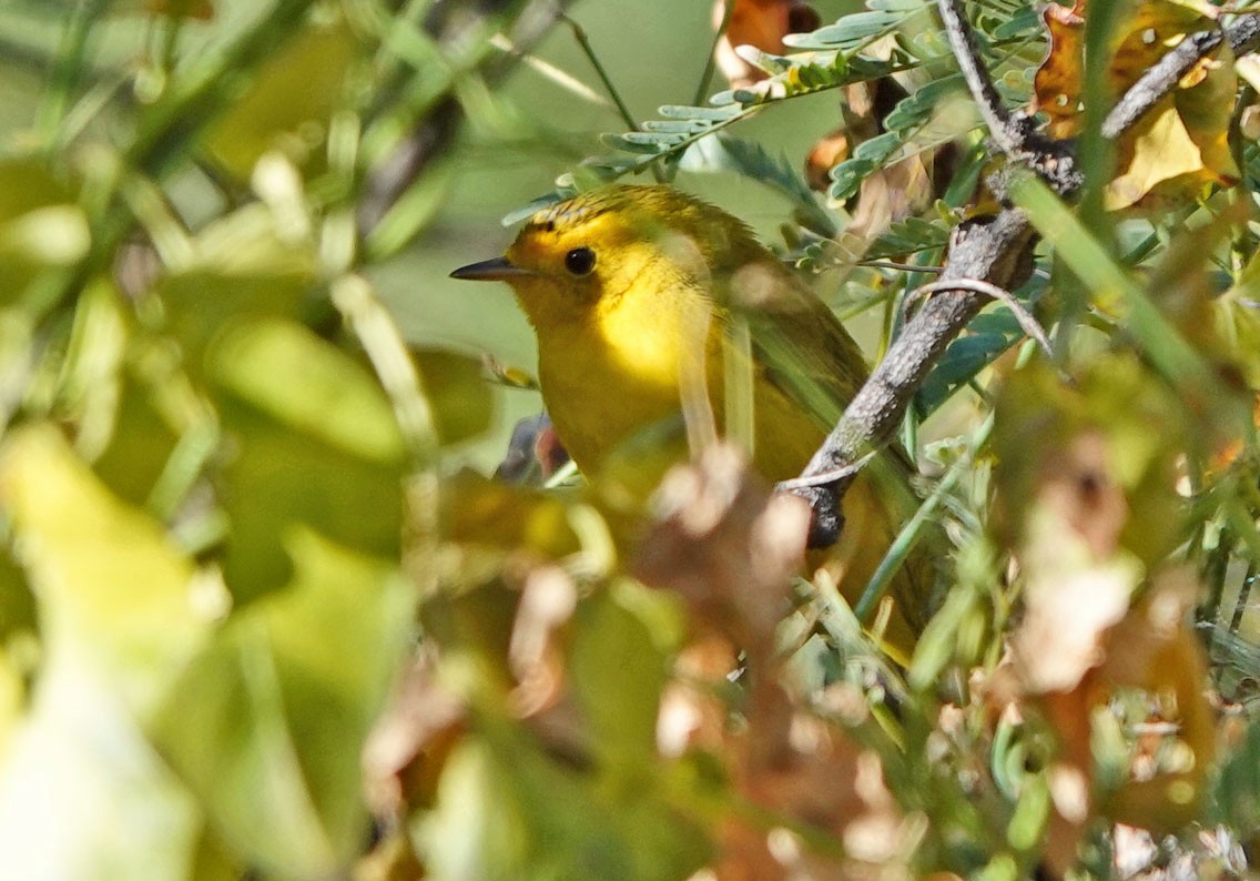 kalottparula - ML646769289