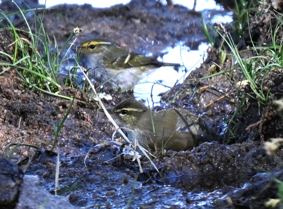 Dusky Warbler - ML646769297