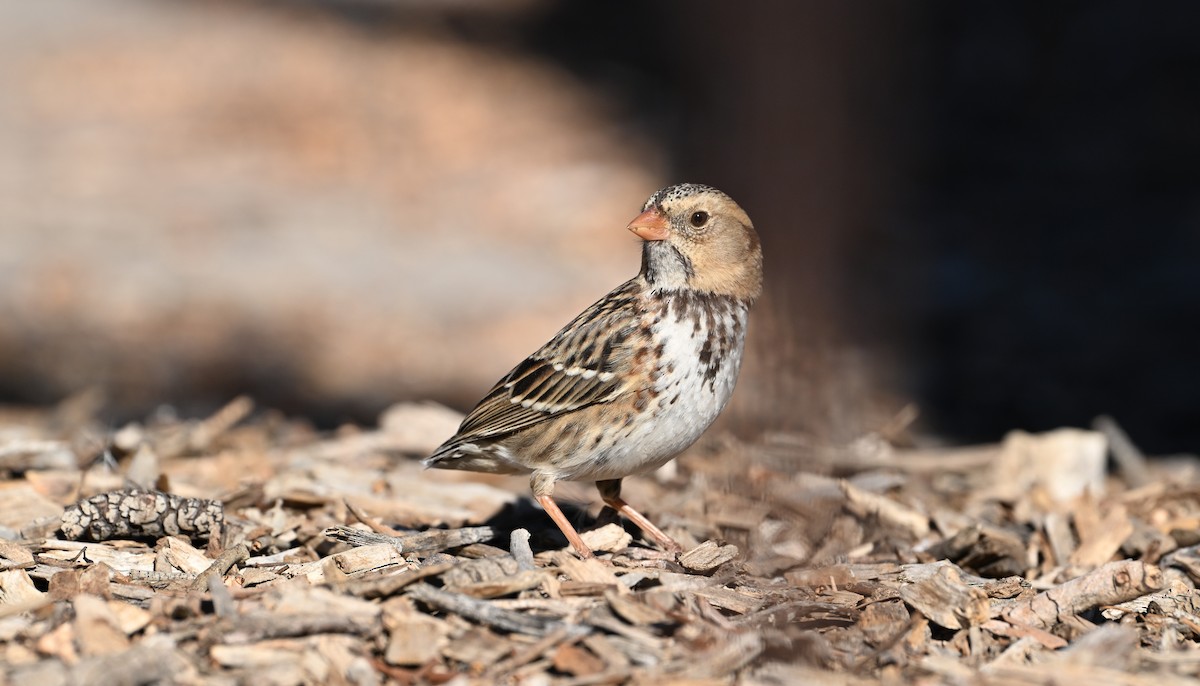 Harris's Sparrow - ML646769301