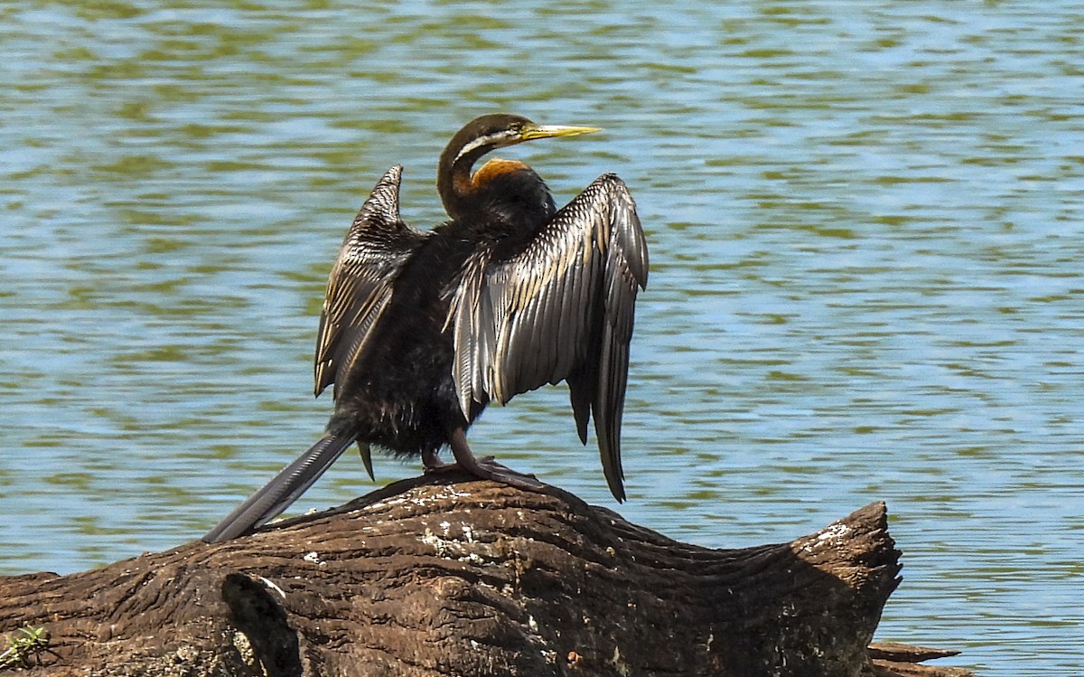 Australasian Darter - ML646769303