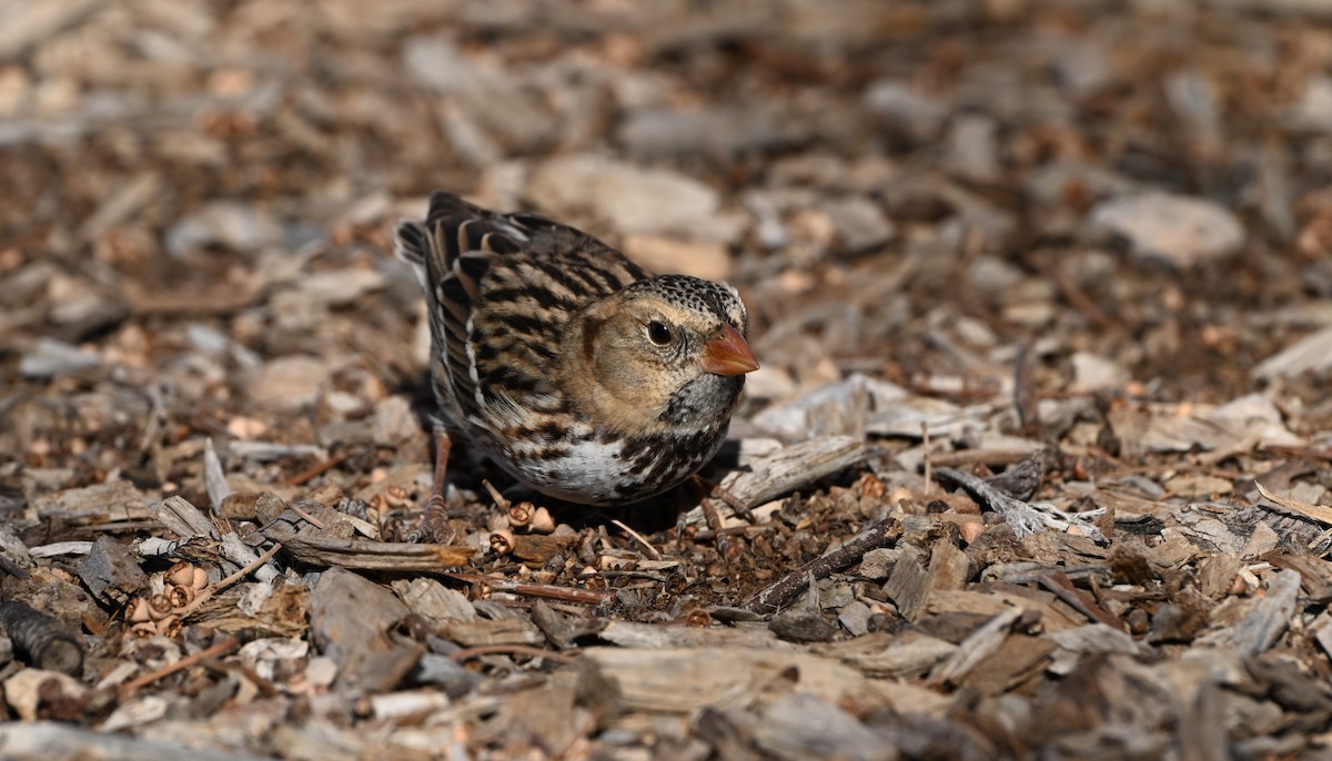 Harris's Sparrow - ML646769304