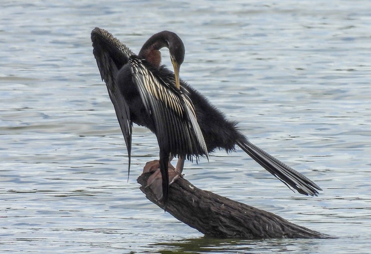 Australasian Darter - ML646769305