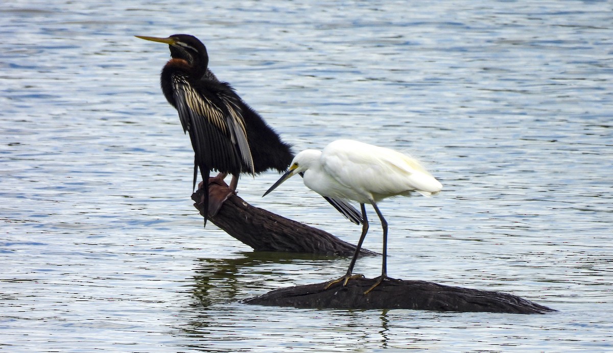 Australasian Darter - ML646769306