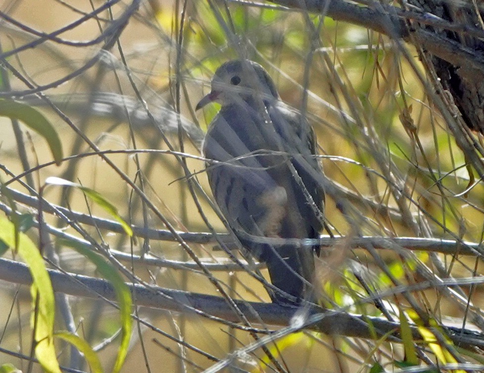 Common Ground Dove - ML646769309
