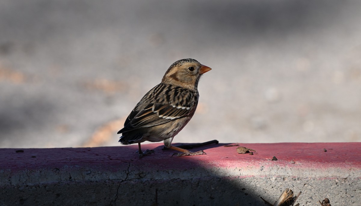 Harris's Sparrow - ML646769311