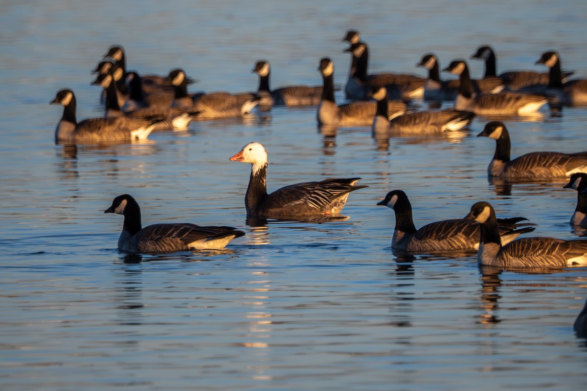Snow Goose - ML646769312