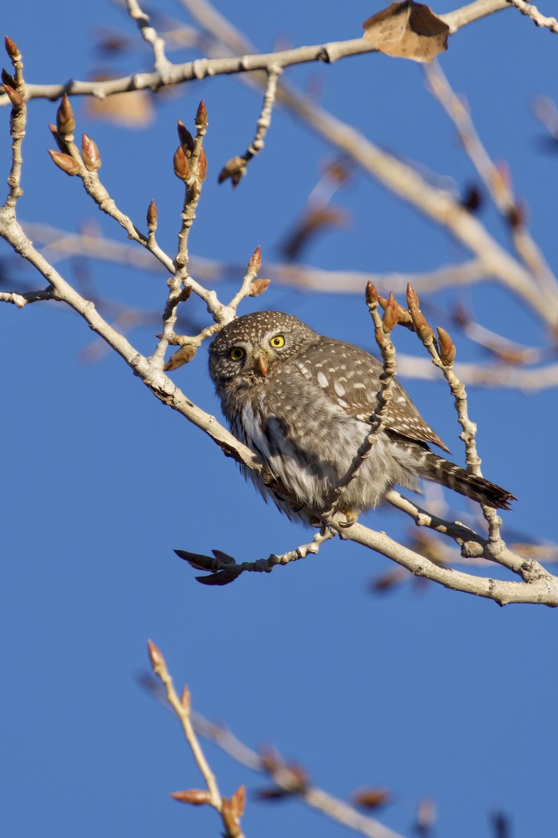 Northern Pygmy-Owl - ML646769313