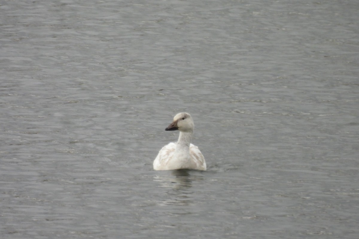 Snow Goose - ML646769315