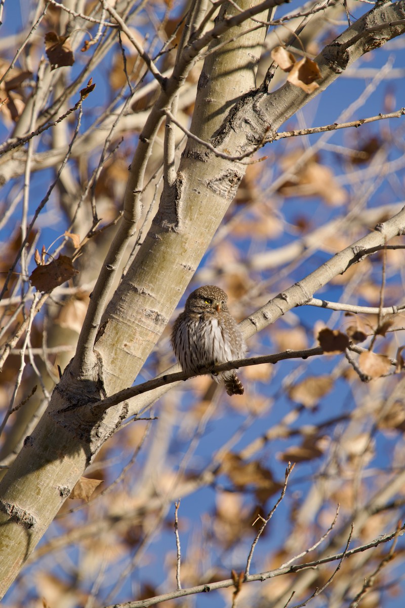 Northern Pygmy-Owl - ML646769316