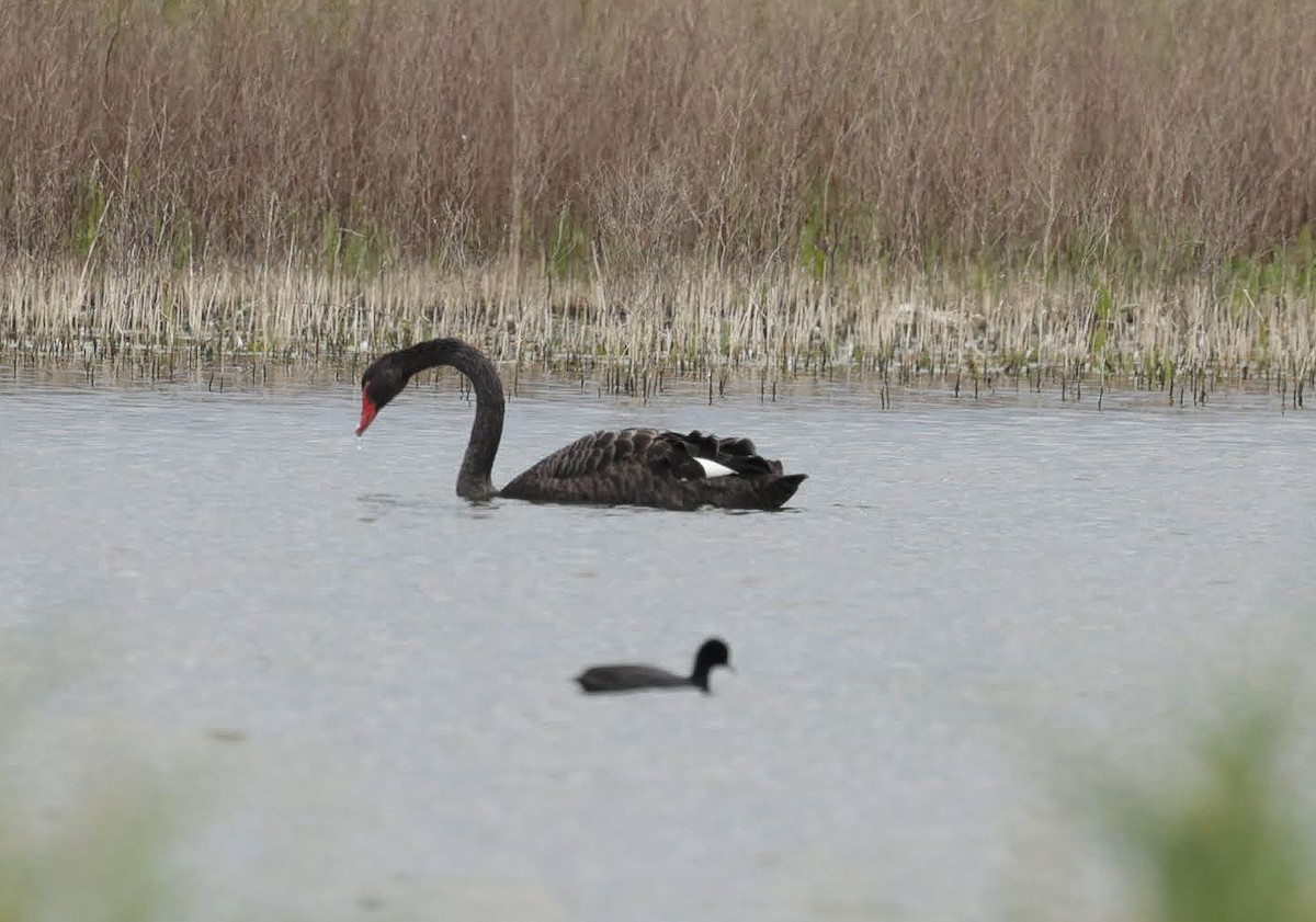 Black Swan - ML646769317