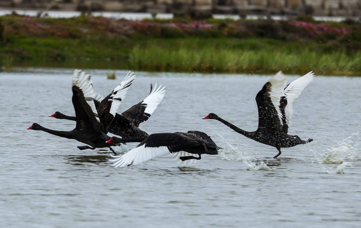 Black Swan - ML646769318