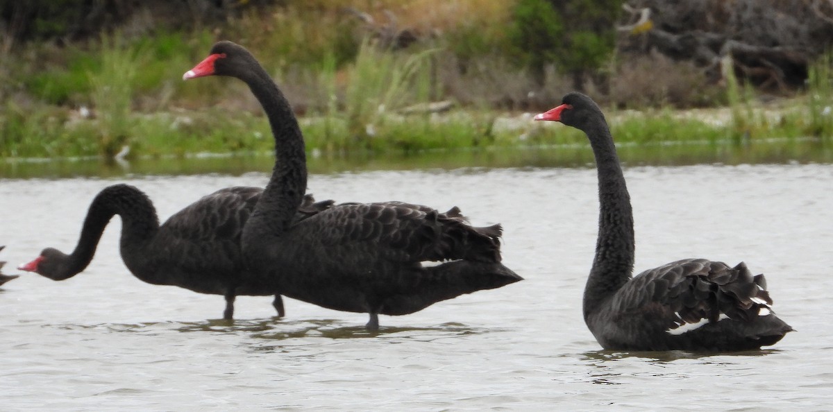Black Swan - ML646769319