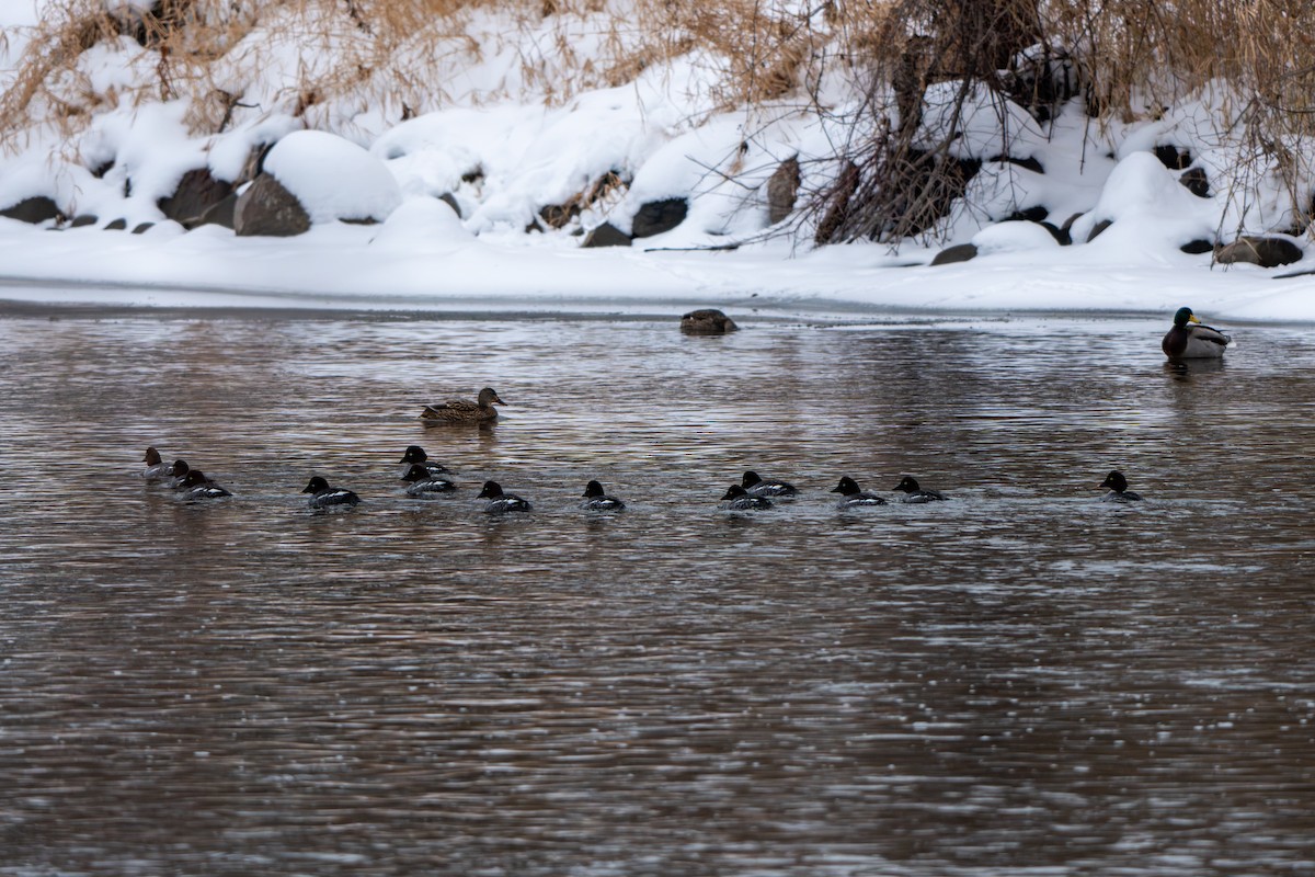 Common Goldeneye - ML646769320
