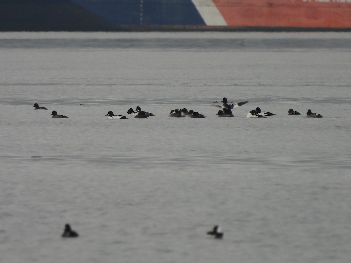 Common Goldeneye - ML646769321