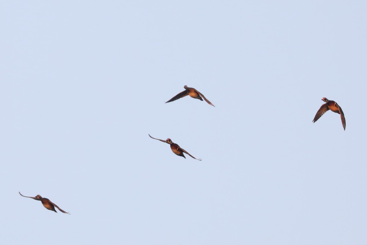 Wood Duck - ML646769323