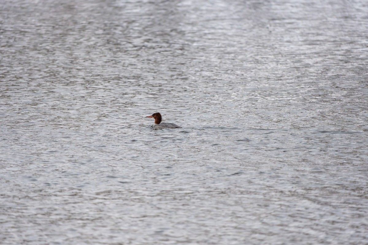 Common Merganser - ML646769325