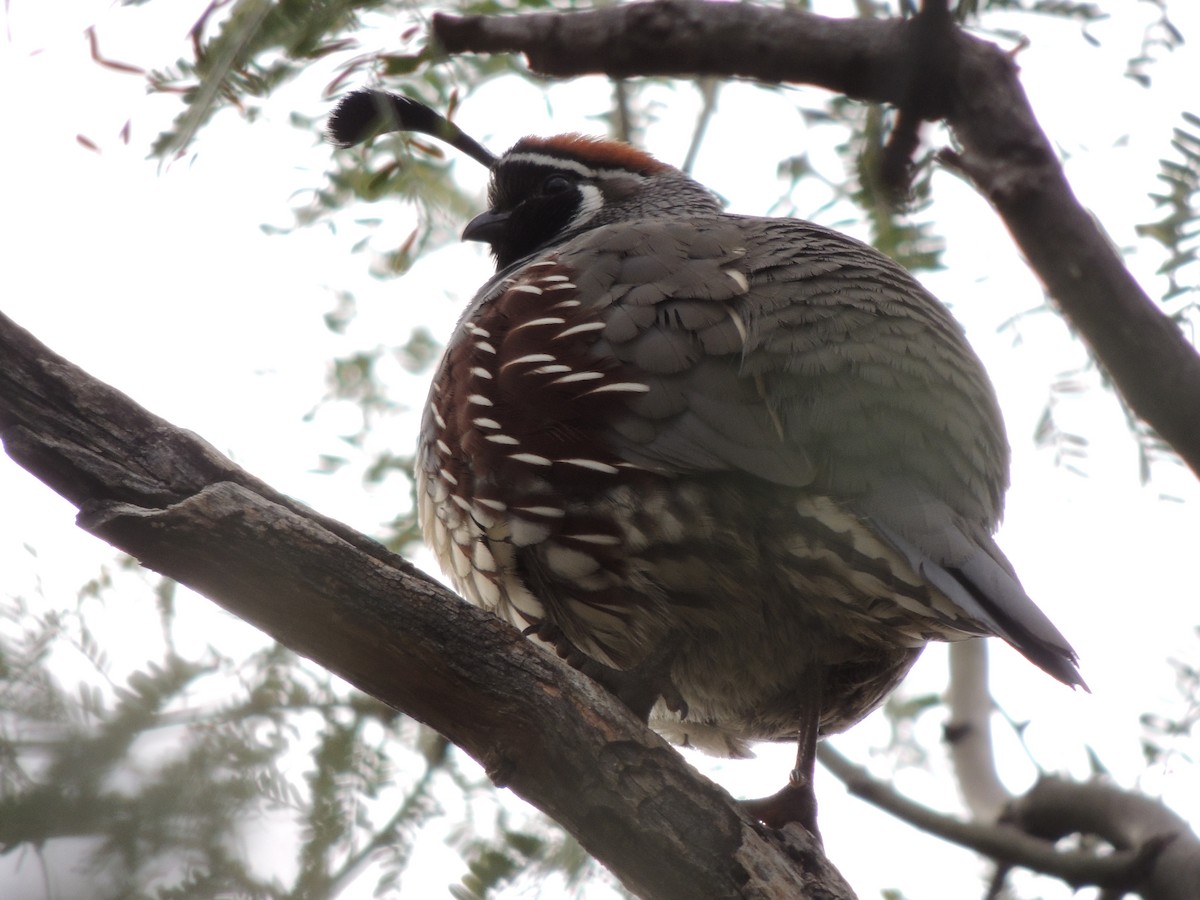 Gambel's Quail - ML646769326
