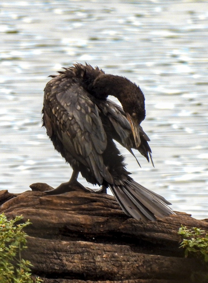 Little Black Cormorant - ML646769327