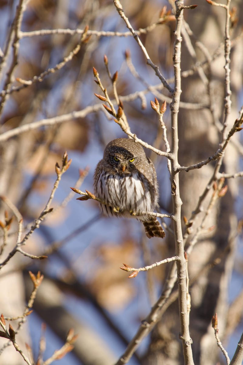 Northern Pygmy-Owl - ML646769328