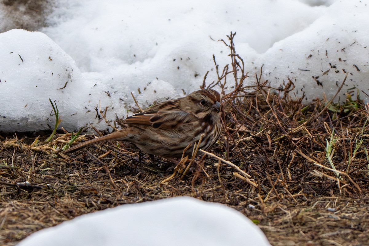 Song Sparrow - ML646769329