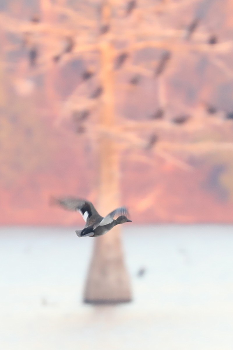 Gadwall - ML646769330