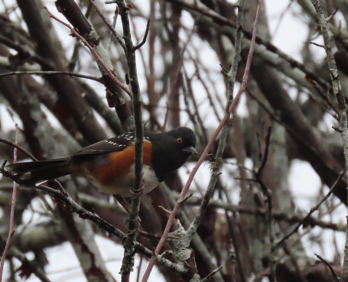 Spotted Towhee - ML646769331