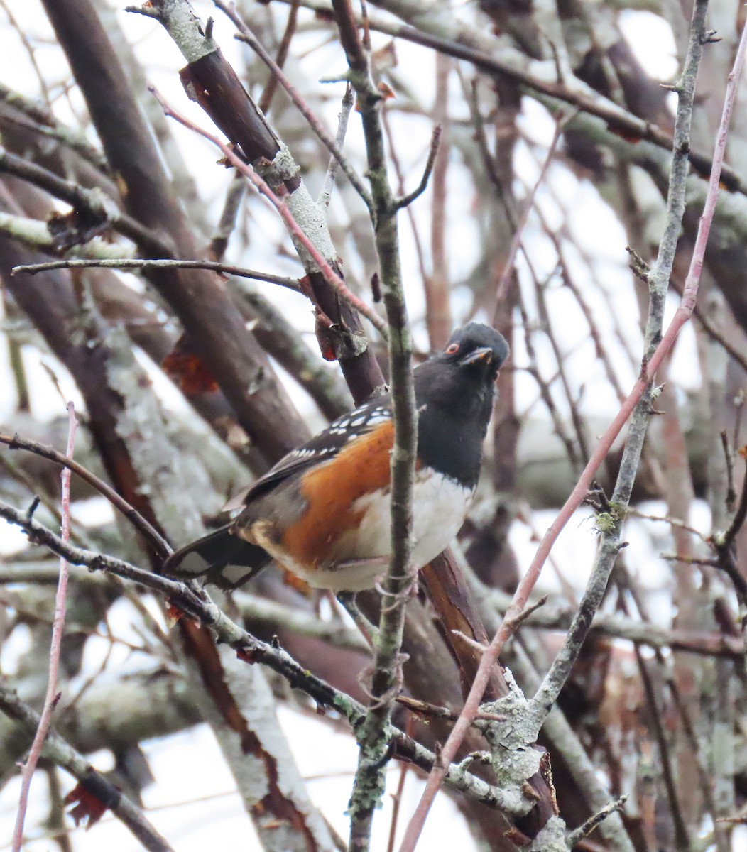 Spotted Towhee - ML646769332