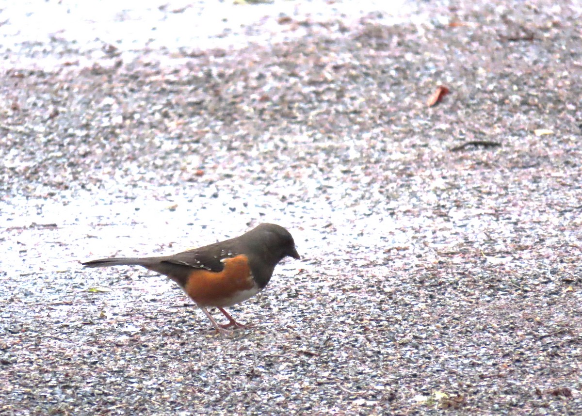Spotted Towhee - ML646769333