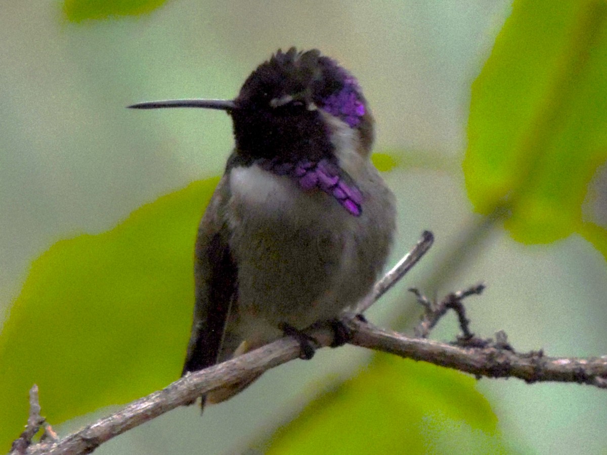 Costa's Hummingbird - ML646769334