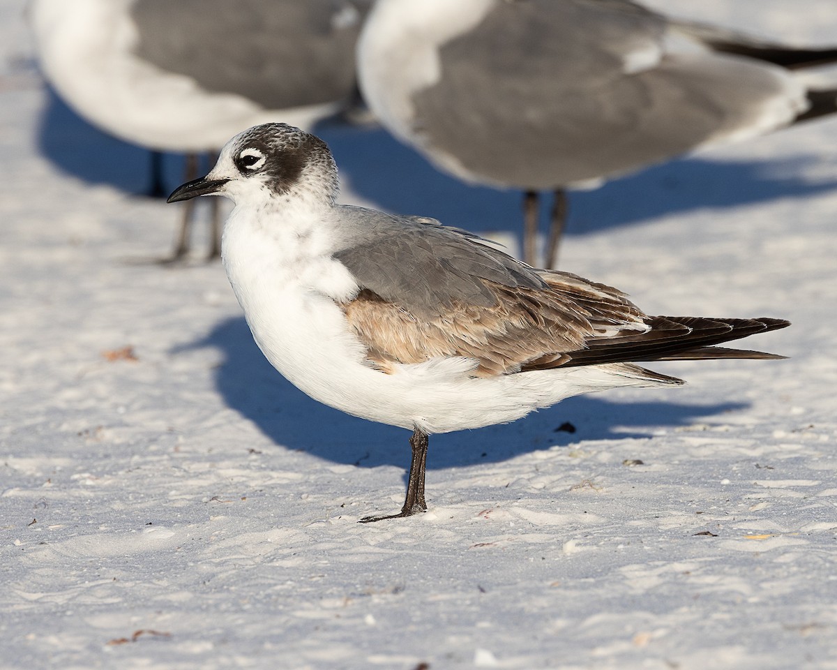 Gabbiano di Franklin - ML646769336