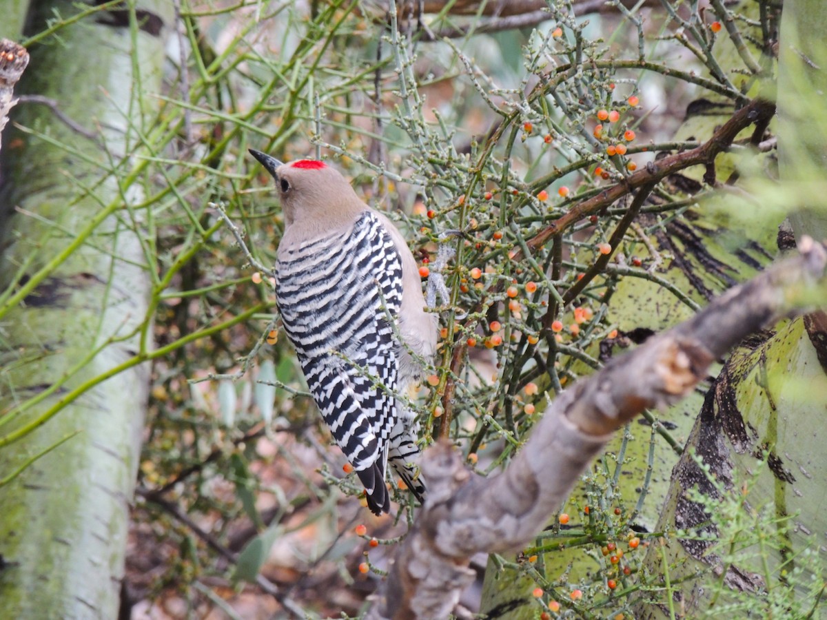 Gila Woodpecker - ML646769337