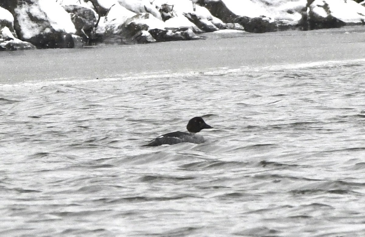 Common Goldeneye - ML646769338