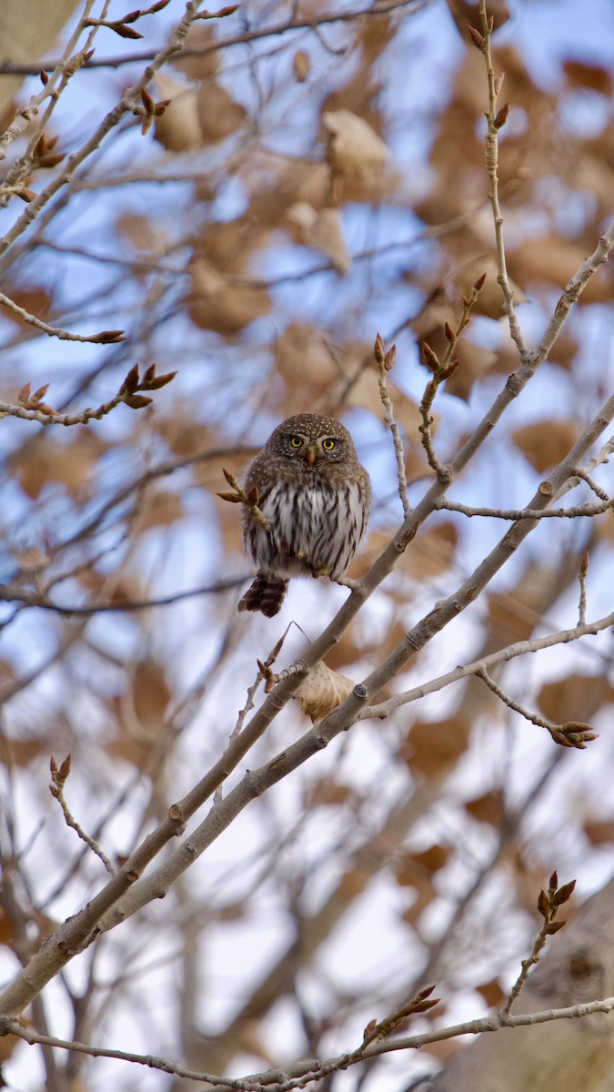 Northern Pygmy-Owl - ML646769339