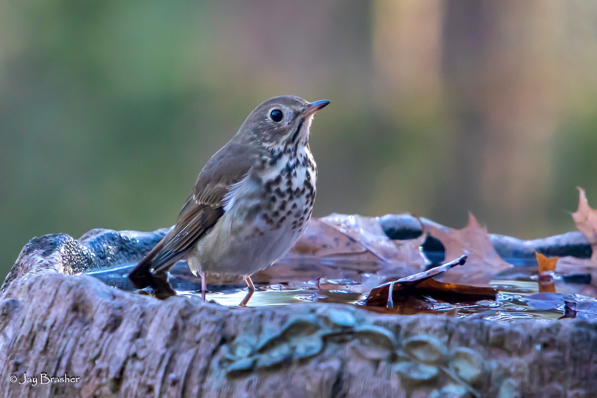 Grive solitaire - ML646769343