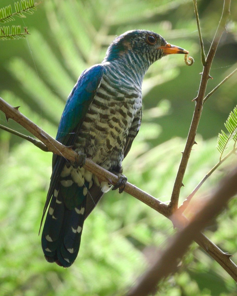 Cuclillo Esmeralda Asiático - ML646769345