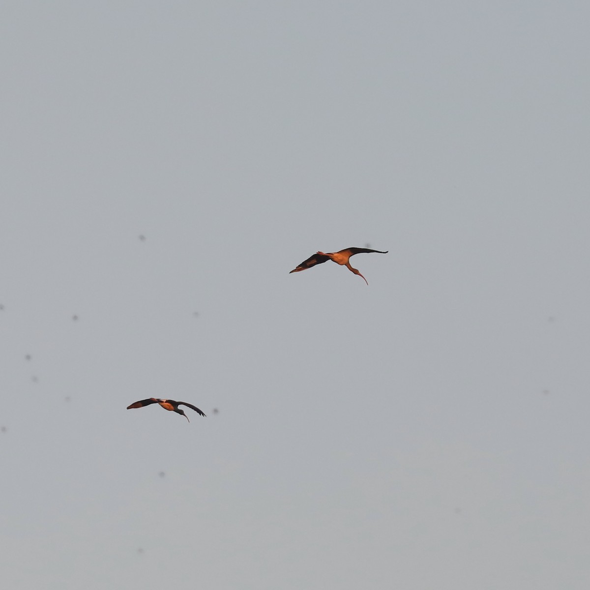 hvitibis - ML646769346