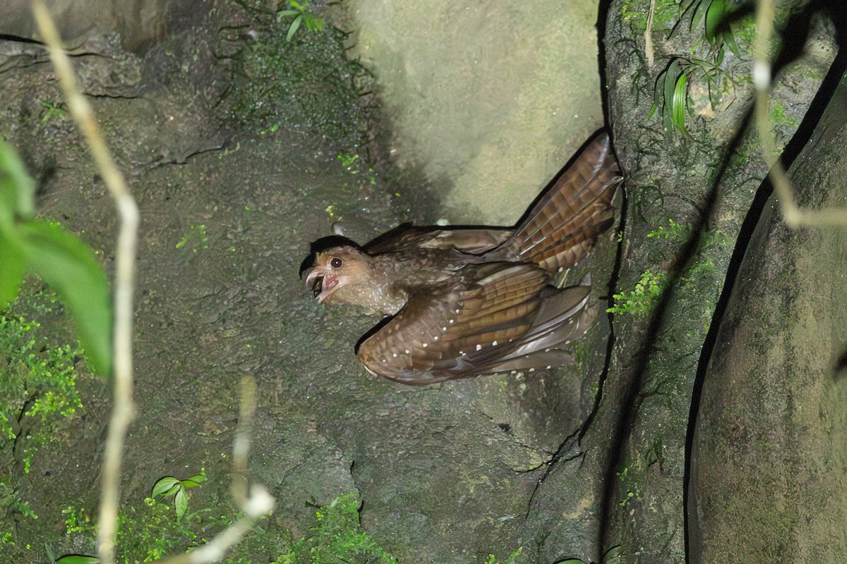 Oilbird - ML646769347