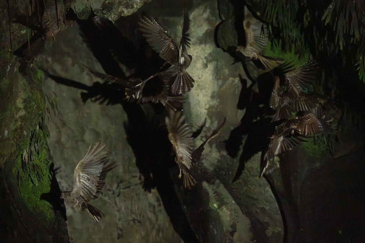 Oilbird - ML646769348