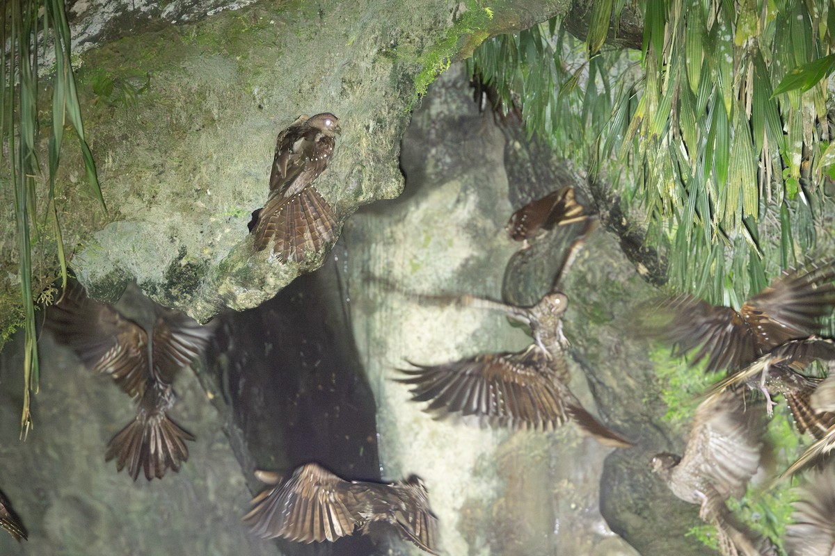 Oilbird - ML646769349