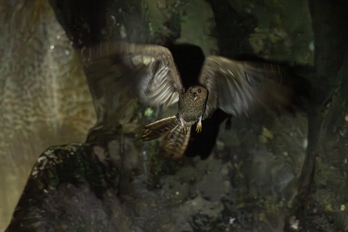 Oilbird - ML646769350