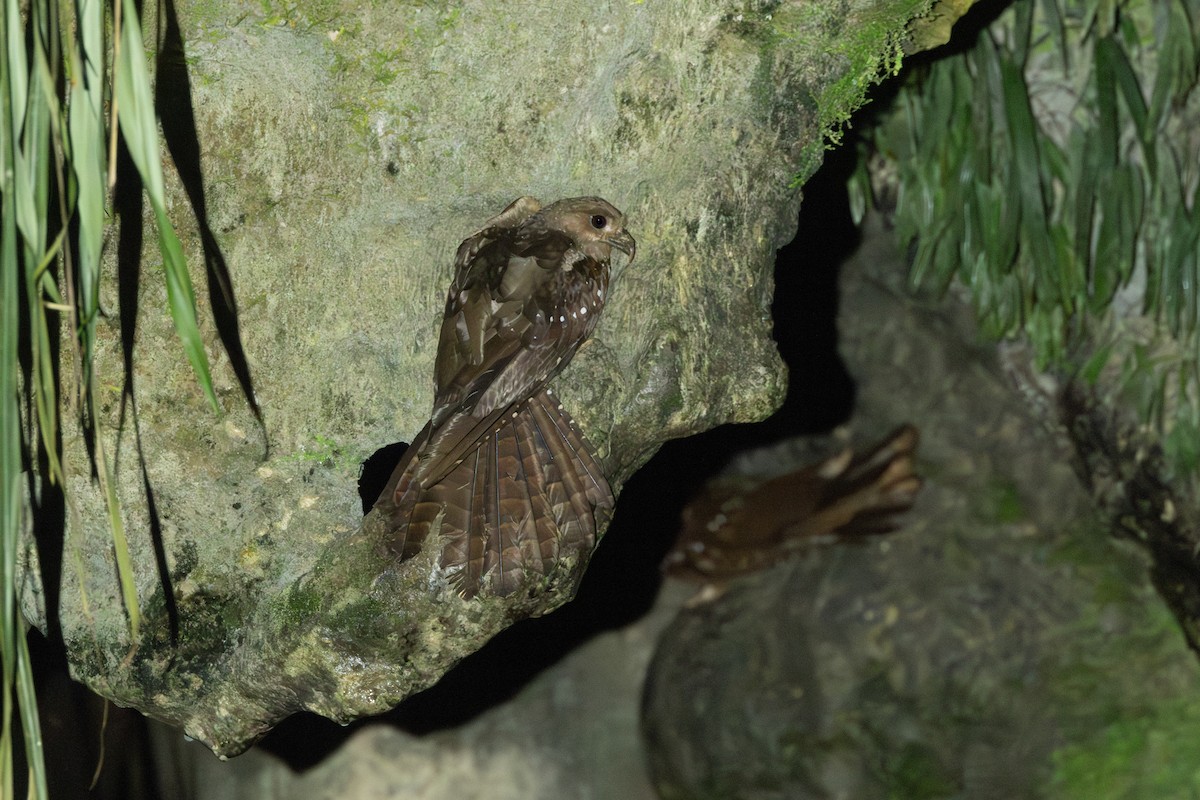 Oilbird - ML646769351