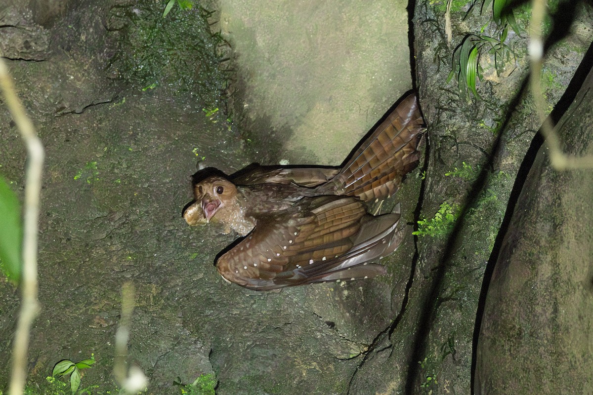 Oilbird - ML646769352