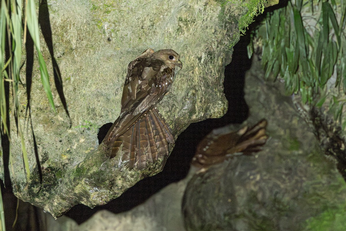 Oilbird - ML646769353