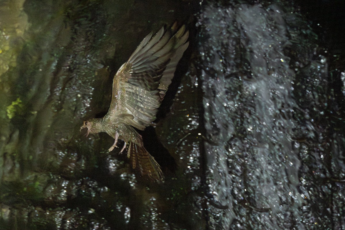 Oilbird - ML646769354