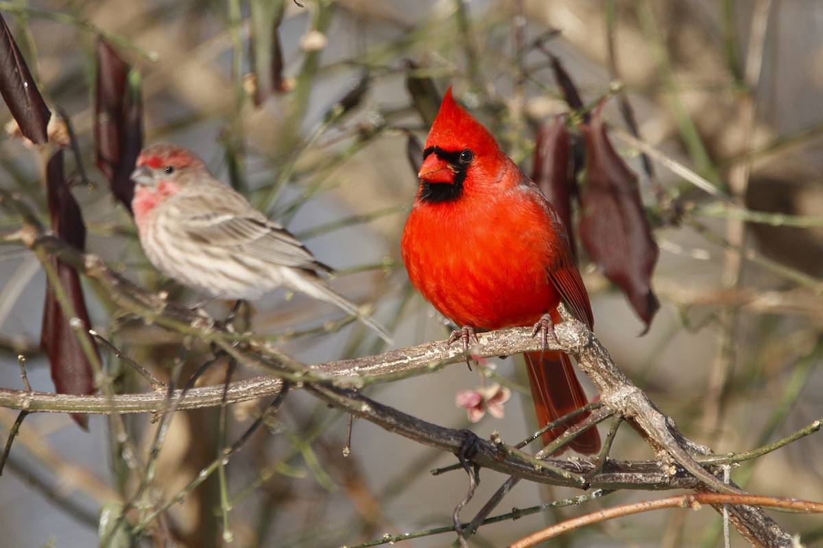 Kırmızı Kardinal - ML646769355