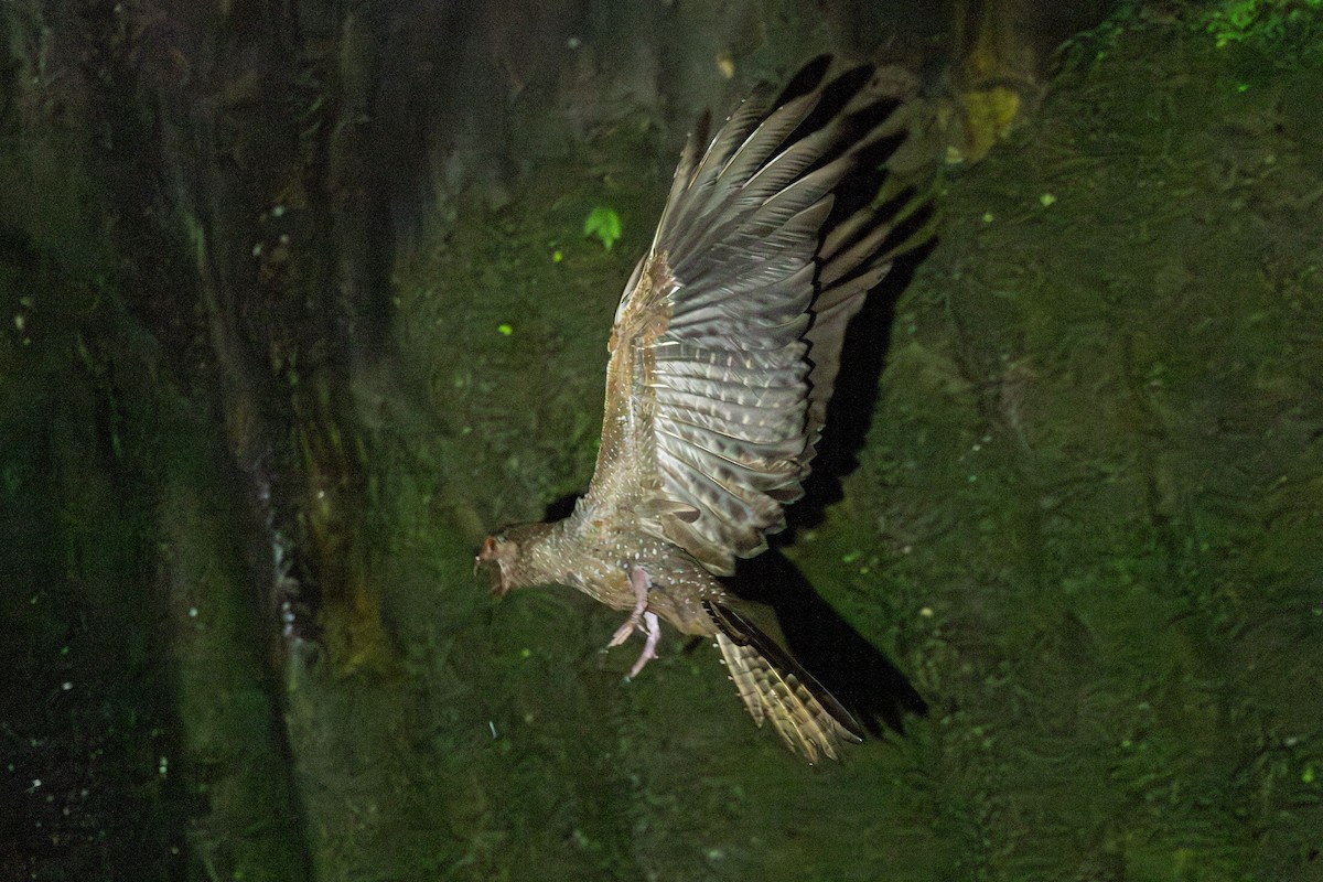 Oilbird - ML646769356