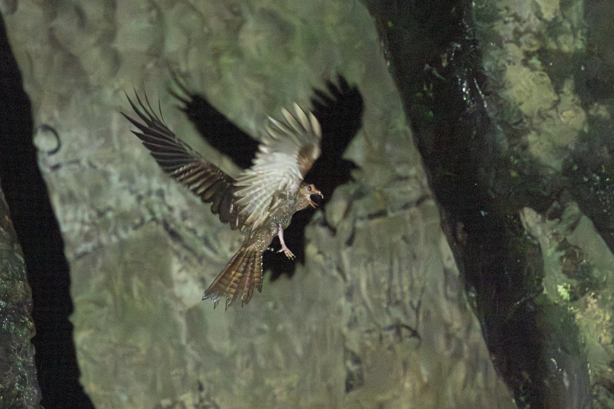 Oilbird - ML646769357