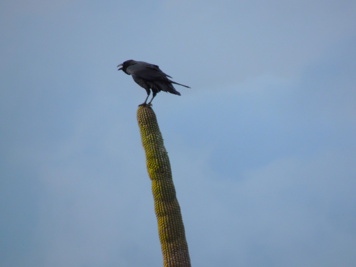 Common Raven - ML646769358